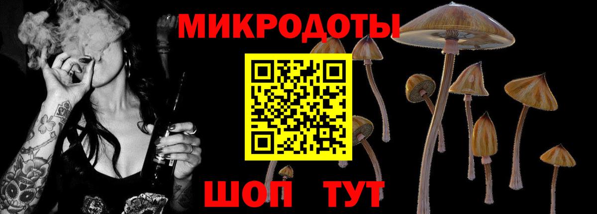 Псилоцибиновые грибы Psilocybe Сыктывкар